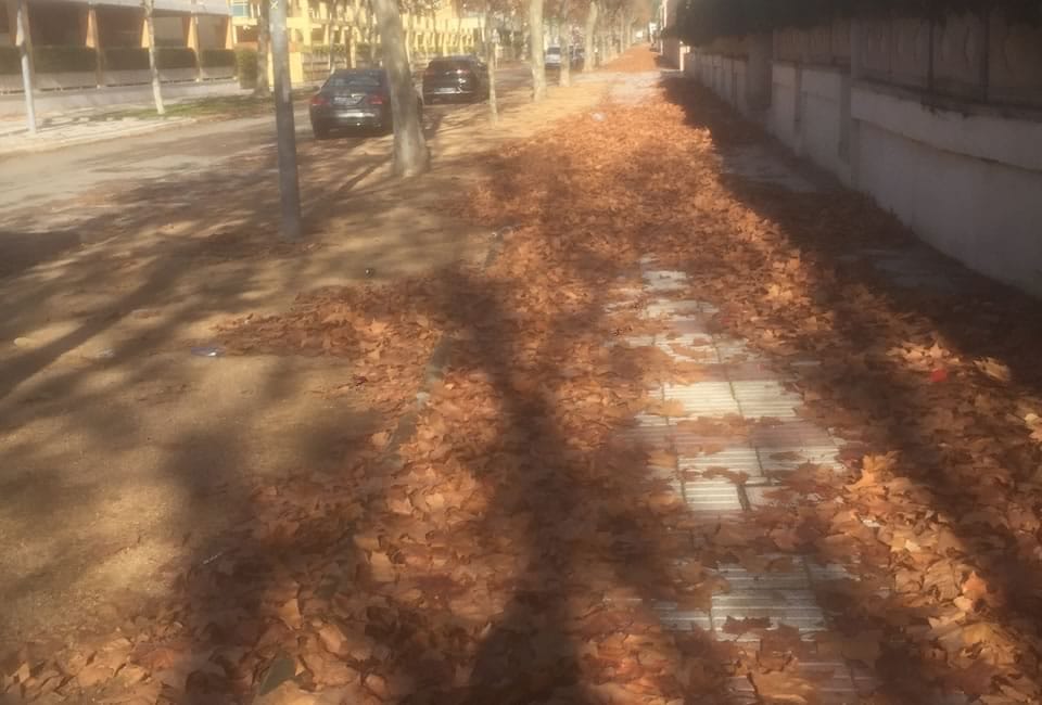 Associació Veïns Paratge Sant Pol-S'Agaró - Notícies - L'Avinguda Vall d'Aro abans de netejar les fulles