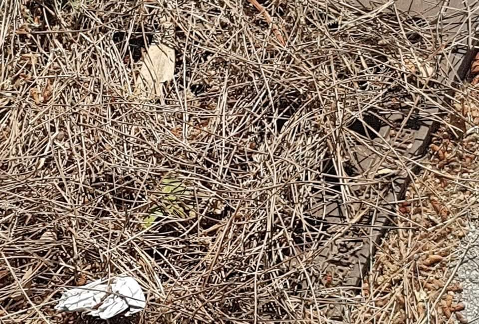 Associació Veïns Paratge Sant Pol-S'Agaró - Notícies - La brutícia al Paratge de Sant Pol tapa embornals