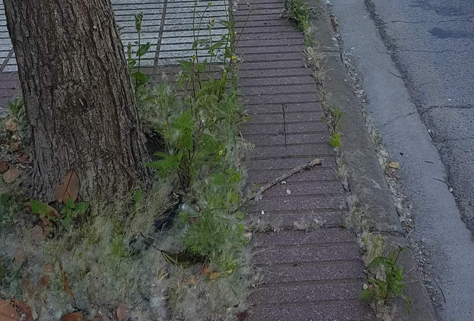 Associació Veïns Paratge Sant Pol-S'Agaró - Notícies - La brutícia al Paratge de Sant Pol tapa embornals